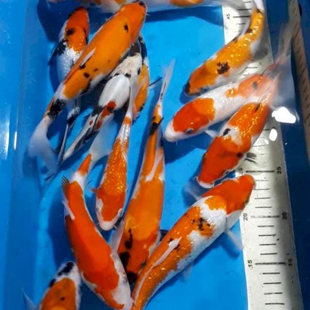 KOHAKU SHOWA SANKE 15 SAMPAI 23 CM