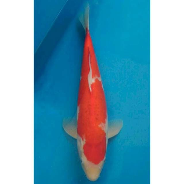 Ogata Kohaku