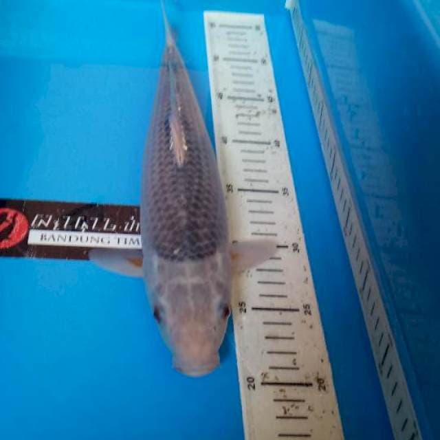 Asagi Impor 35 Cm