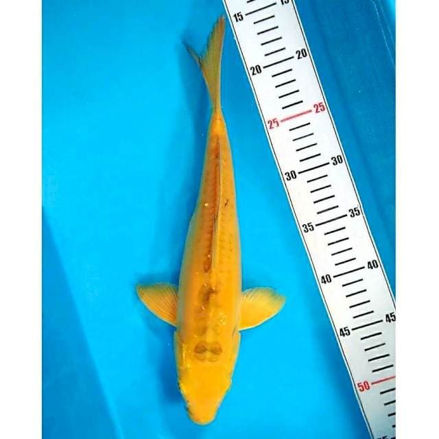 KIGOI 34 cm