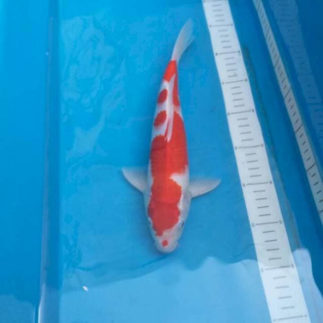Kohaku jantan 2 step