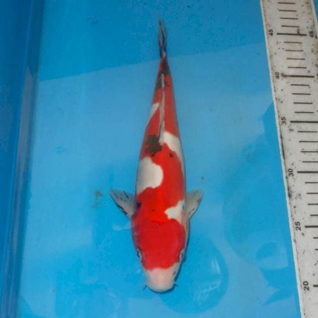 27cm INAZUMA SANKE