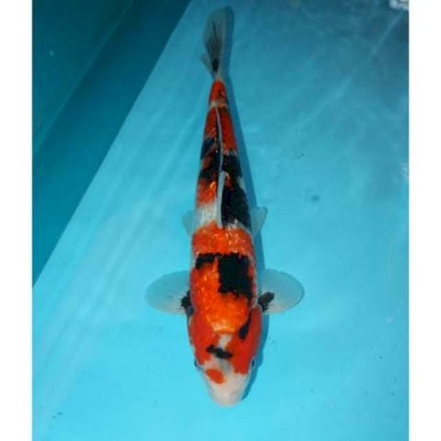 GINRIN SHOWA GOOD PATTERN 35 CM