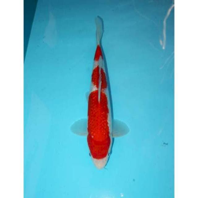 GINRIN KOHAKU HIGH QUALITY 27 CM