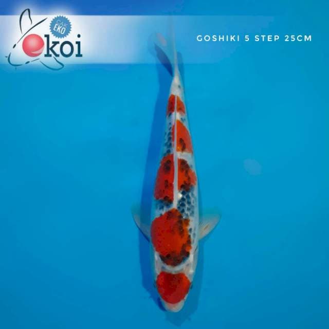 Goshiki 5 step