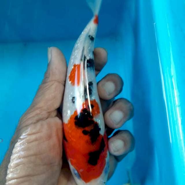 Sanke ginrin original 20cm