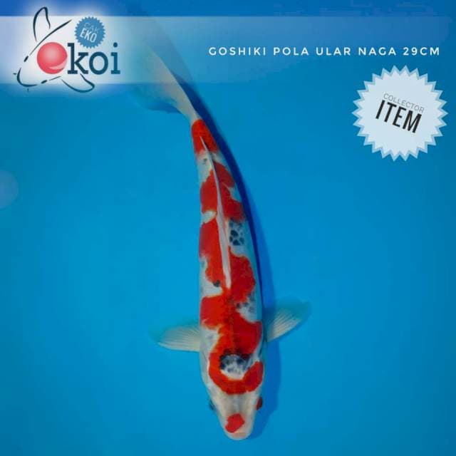 Goshiki inazuma koleksi pengusaha sukses, anaconda sedang meliuk