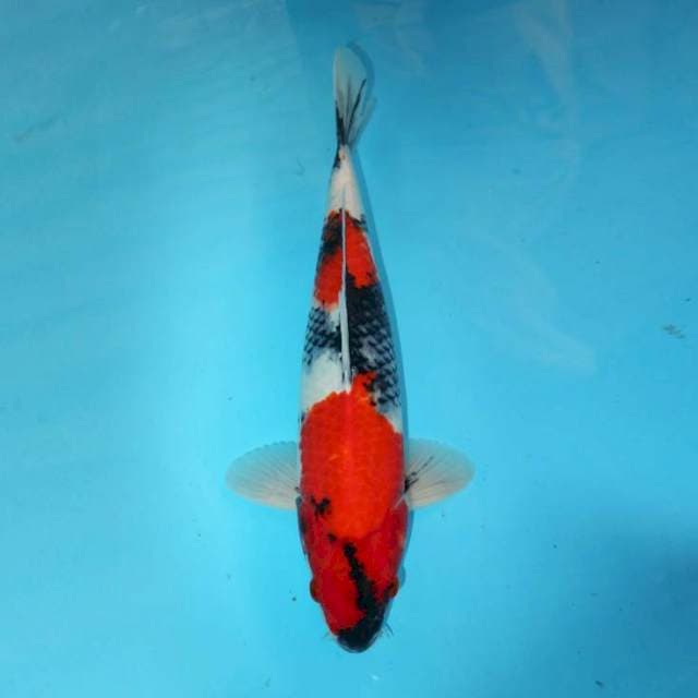 MALE SHOWA MERAH 40 CM