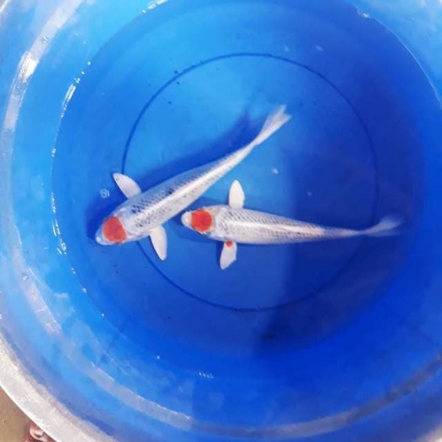 duo hot tanco kujaku