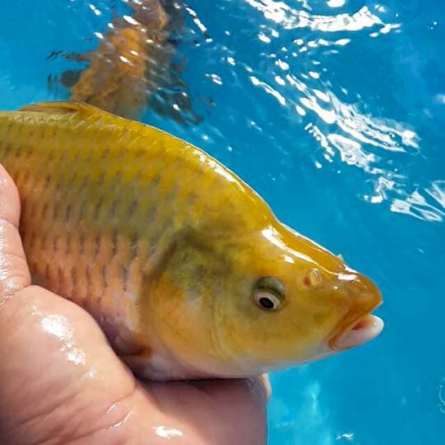 midori berpunuk