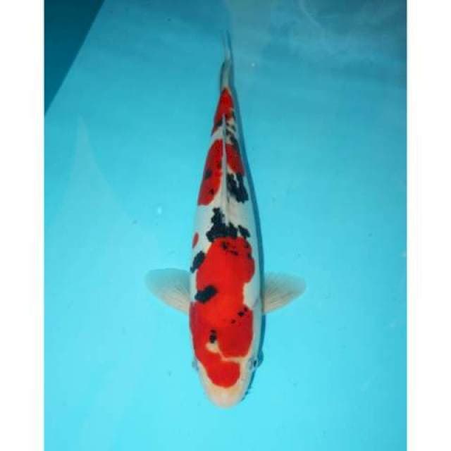 RED SANDAN DOITSU SANKE 33 CM