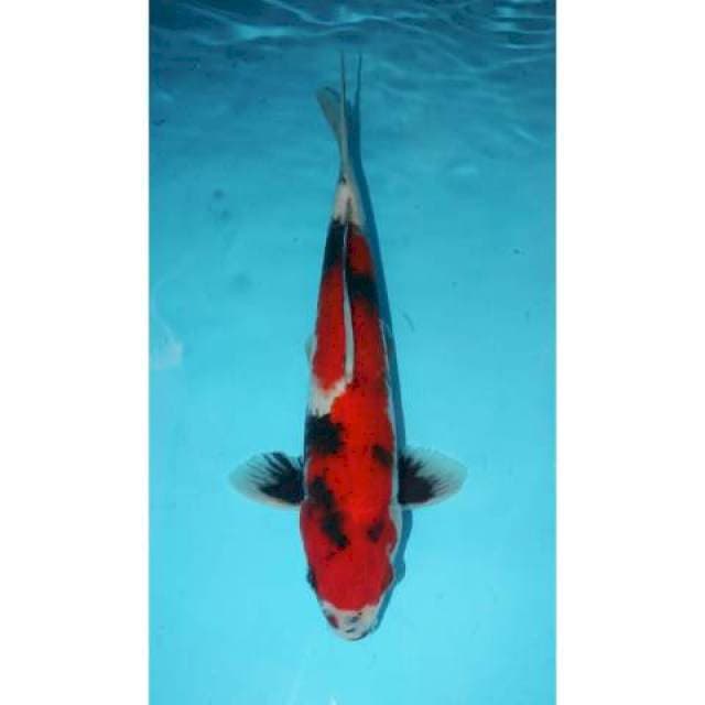 RED SHOWA TATEGOI 29 CM