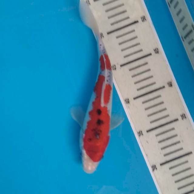 Gosiki merah jreng