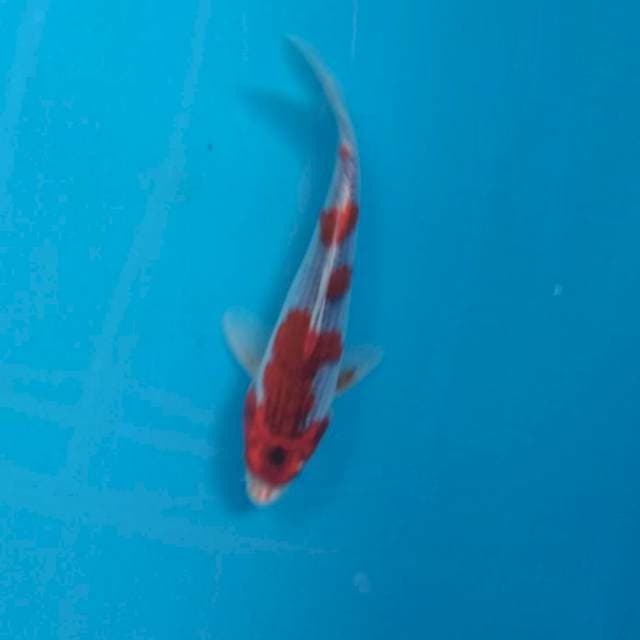 Gosiki