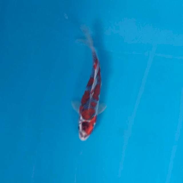Gosiki