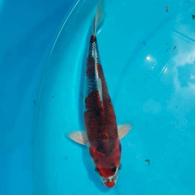 kujaku 20 cm