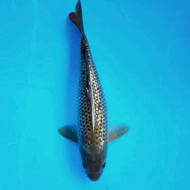 C. Soragoi ginrin #30cm