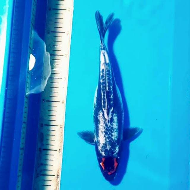 E. Tancho #35cm