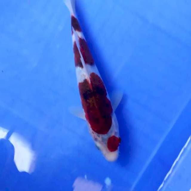 MARUTEN GOROMO