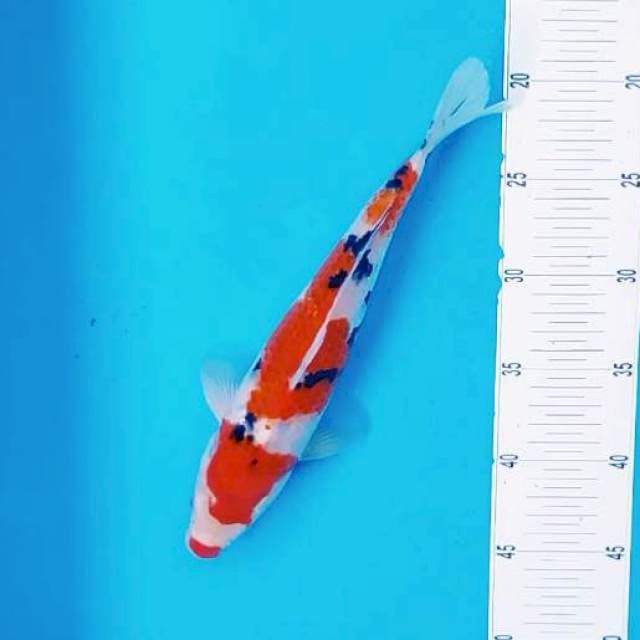 F. Kuci Sanke #28cm