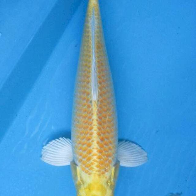 Si Teletubis kuning (lala ±40cm)