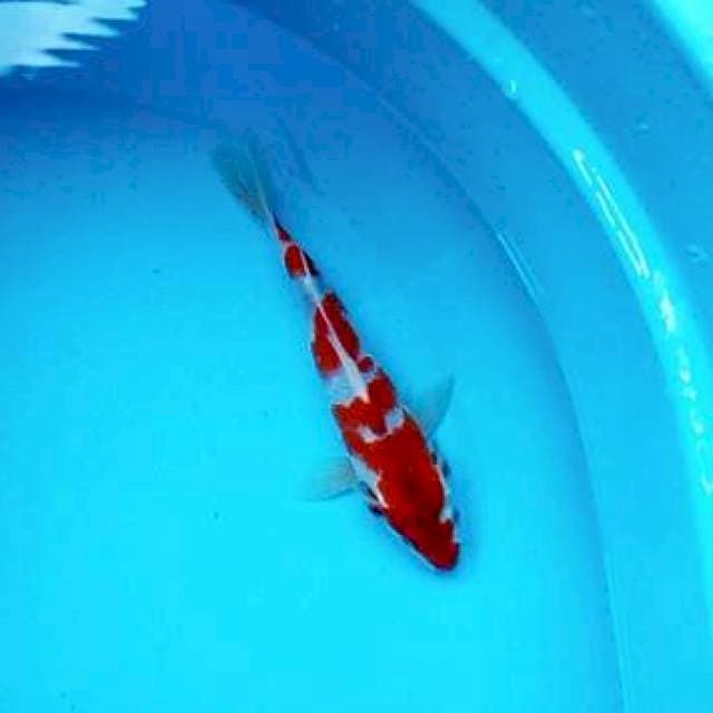 L. Minions IMOET ±25CM