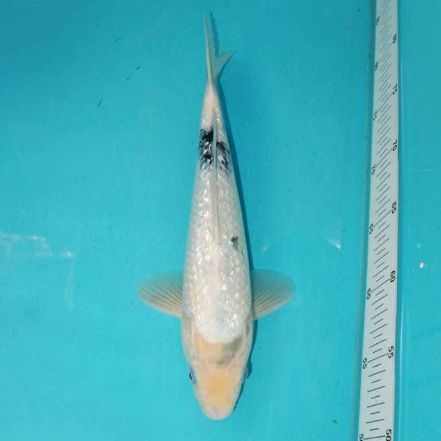 SHIRO GINRIN TATEGOI 30 CM