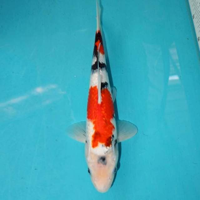 FULL GINRIN SHOWA TATEGOI 30 CM