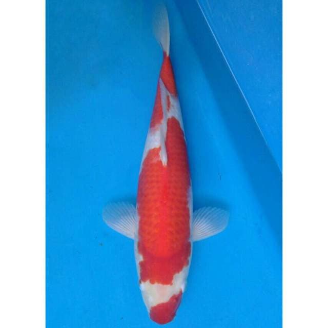 Ogata Kohaku