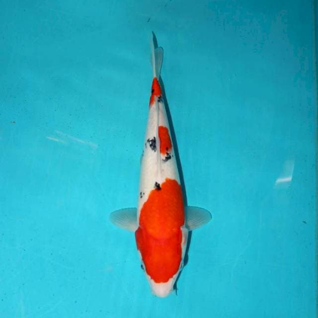 SANKE 27 CM