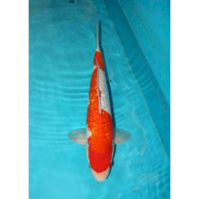 GINRIN KOHAKU 37 CM