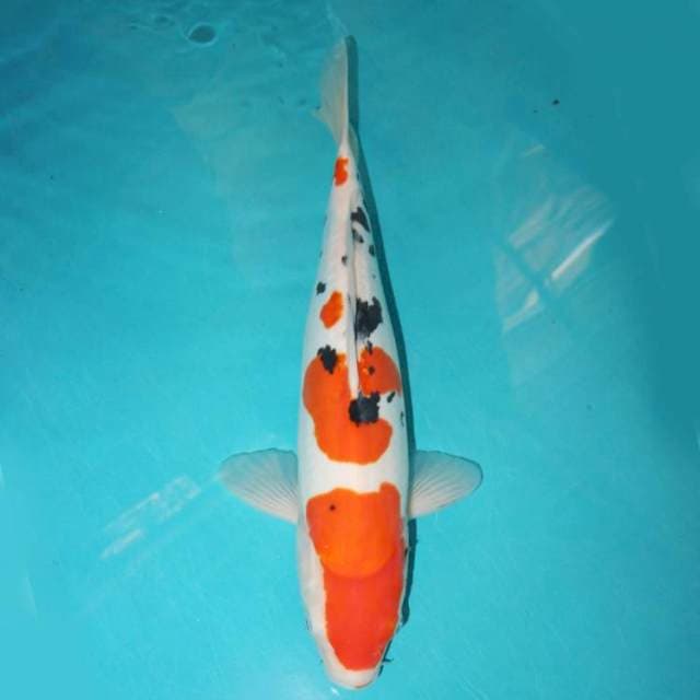 SANKE DOITSU 40 CM