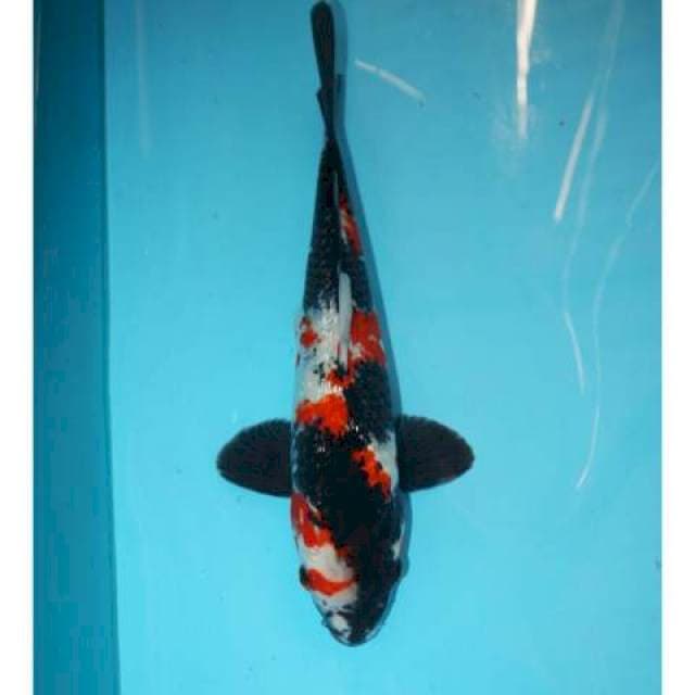 SHOWA GINRIN 31 CM