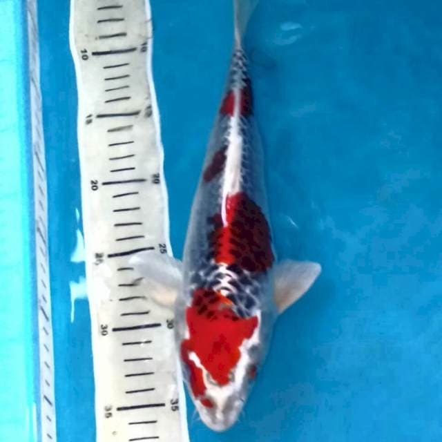 Kujaku Jantan 32 cm