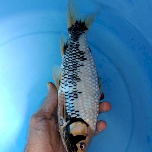 Matsukawabake 27cm