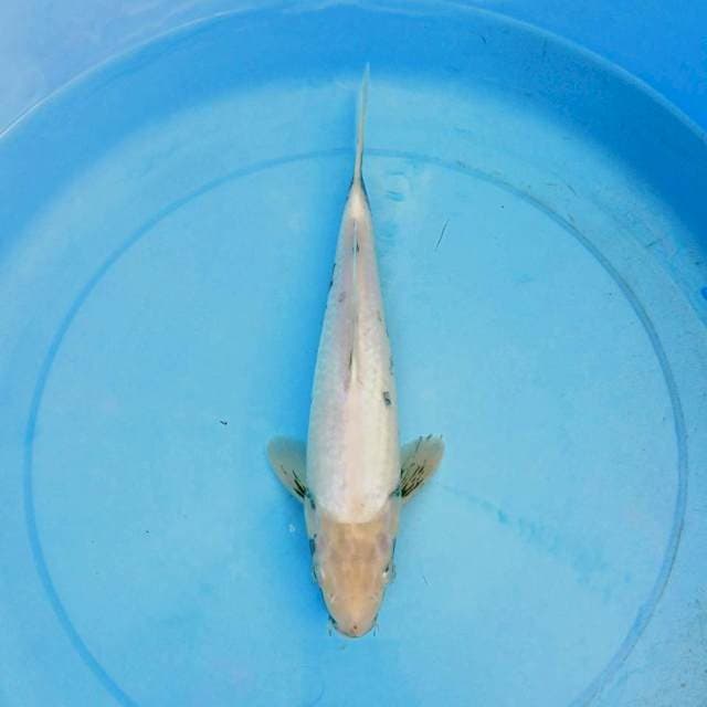 Matsukawabake 27cm