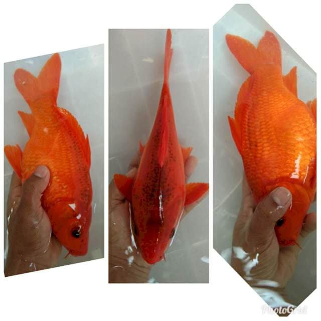A. Matsuba bodyshort 30bu