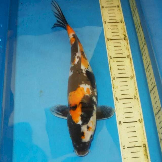 36cm KUNING KI SHOWA DOITSU antik