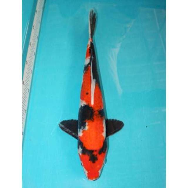 Showa Sansoku 41 cm