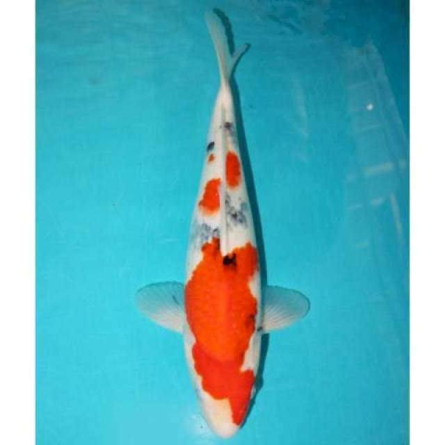 Sanke 37 cm