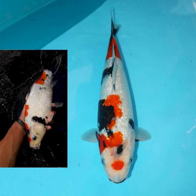 Ginrin Showa Berpunuk 32 cm