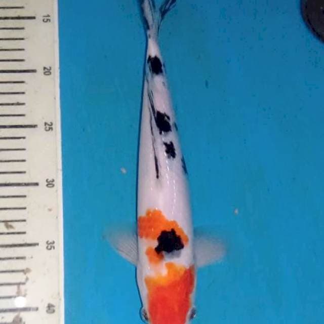 Red Kindai Showa 30 cm