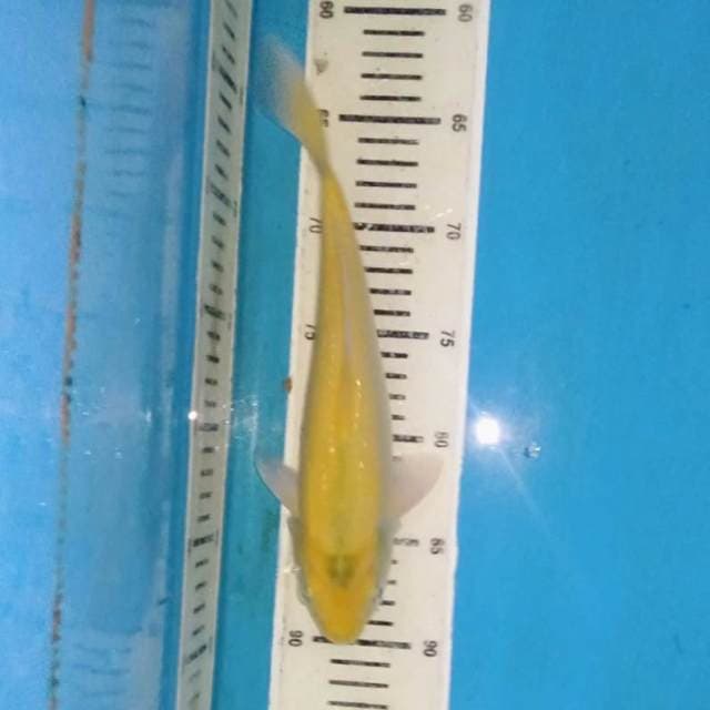 Yellow Karasi 26 cm