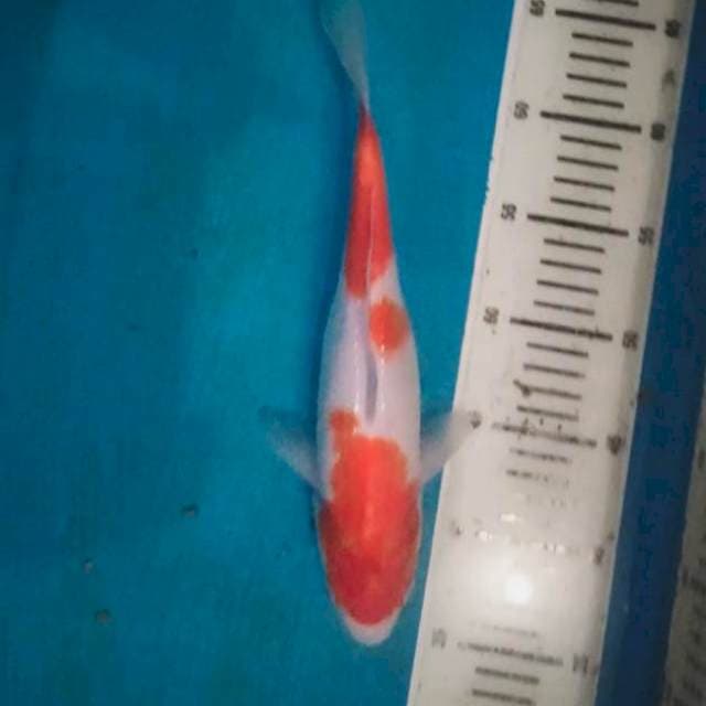 Original Kohaku 3 Step 27 cm