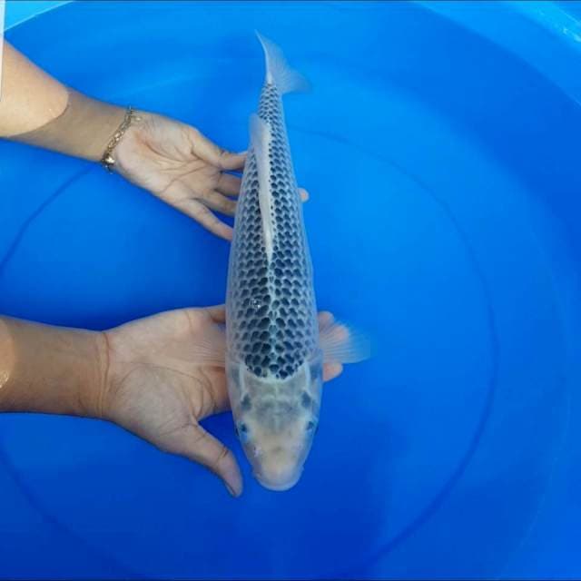 Asagi f1 40 cm