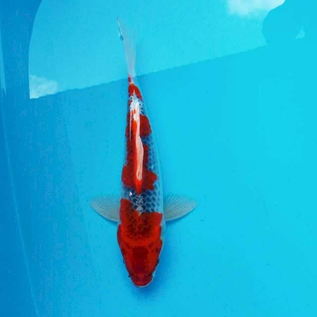 4. Ghosiki || 27 cm