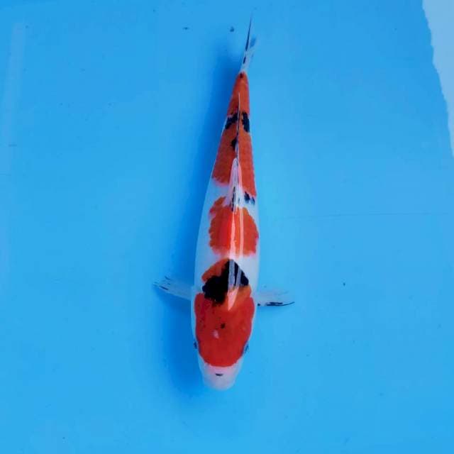 7. Sanke || 30 cm