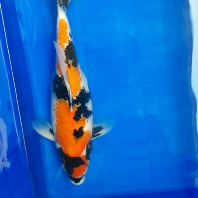 Kin Kanoko Showa Motogoro
