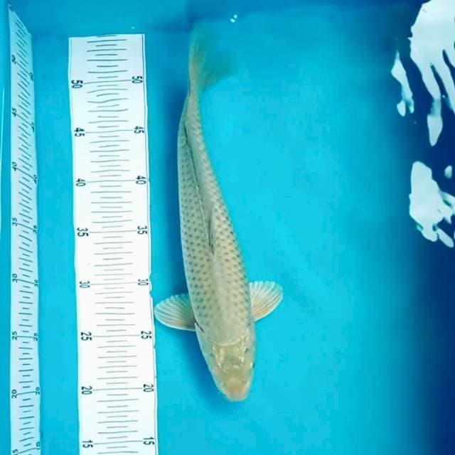 10. Big Sora || 37 cm