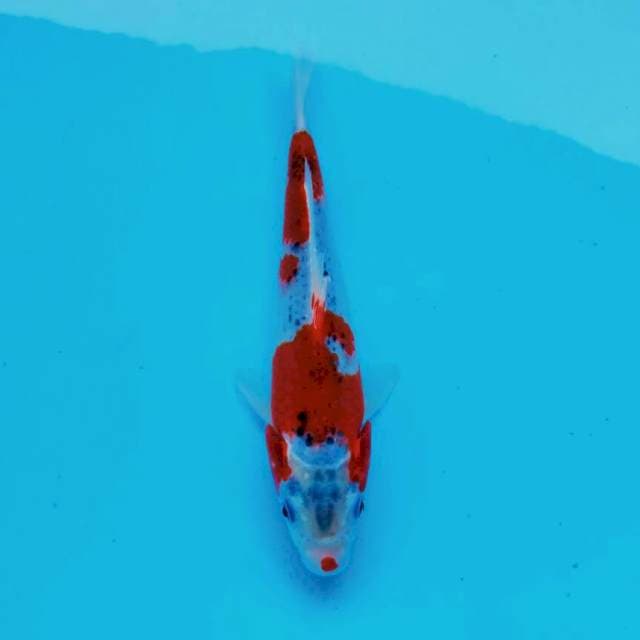 Ghosiki*22cm